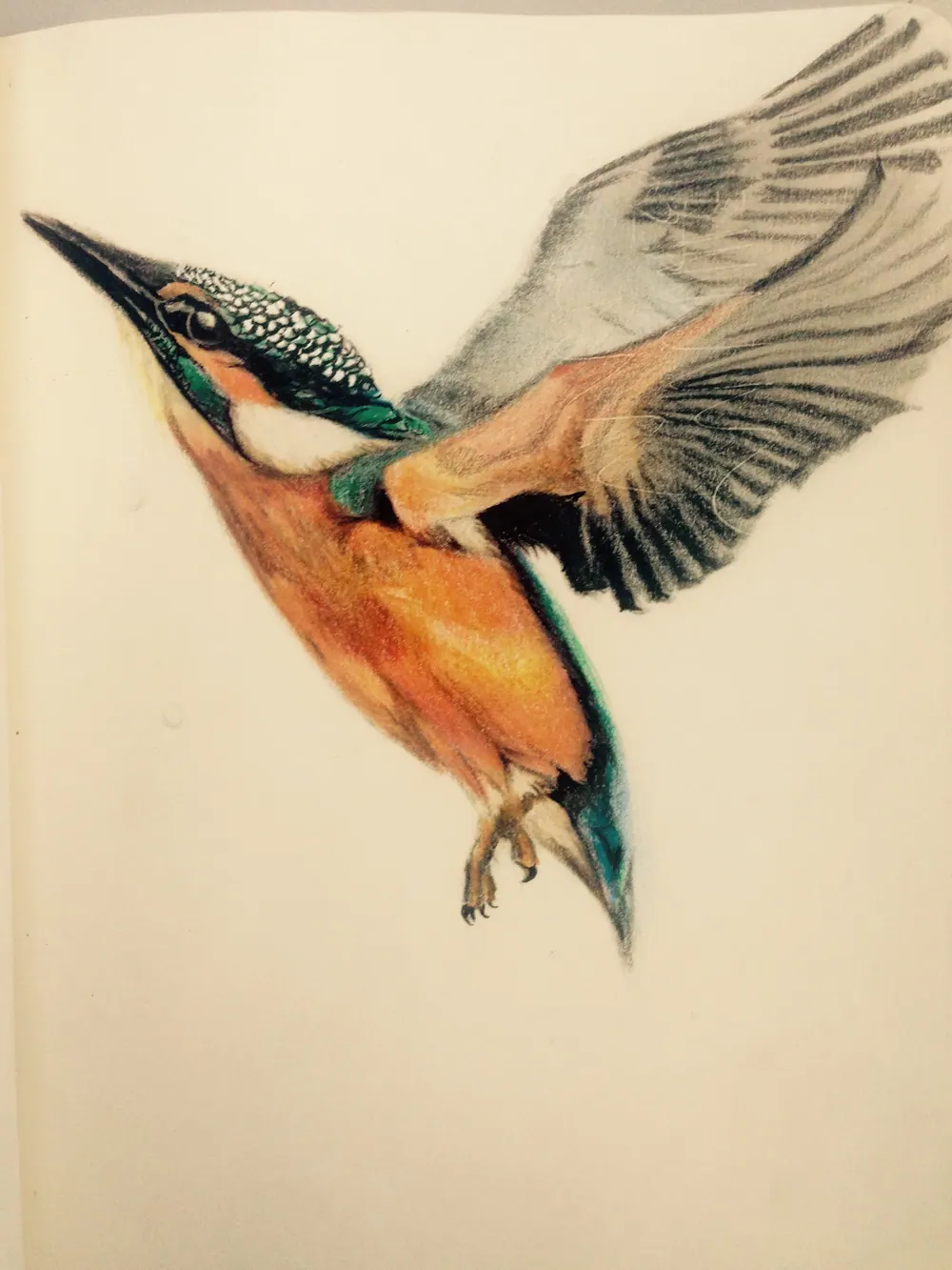 Kingfisher in flight