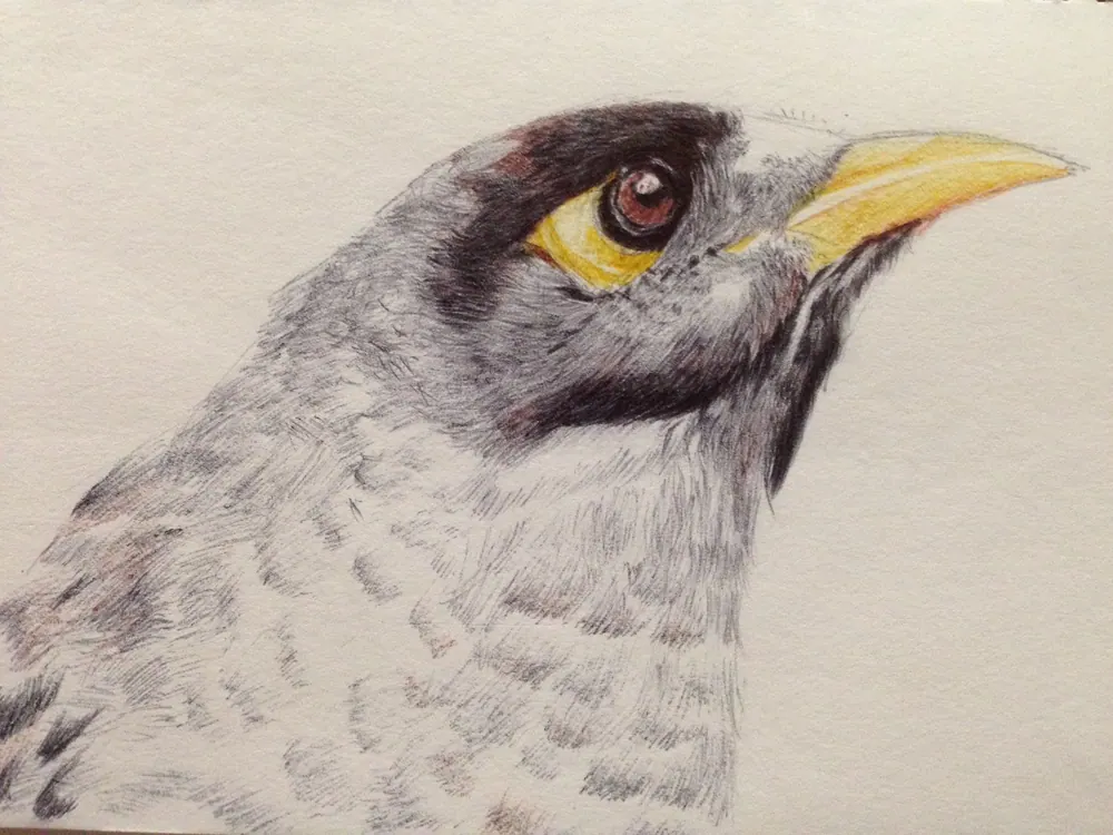 Noisy Miner